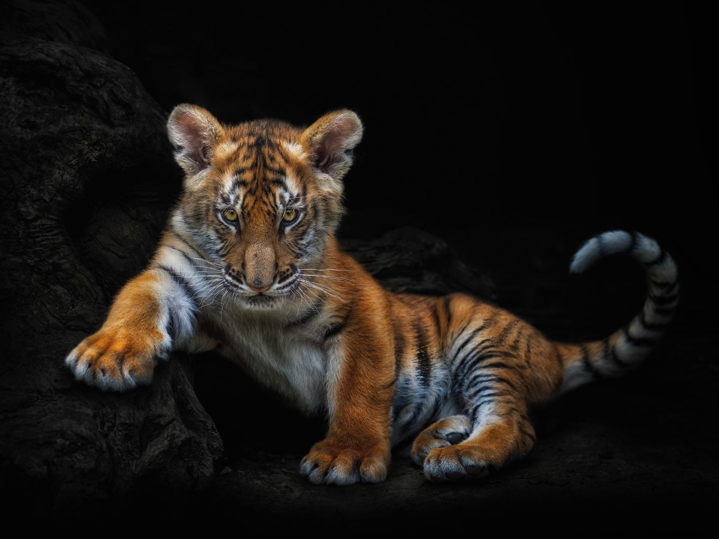 Junger Tiger streckt rechte Pfote vor Junger Tiger streckt rechte Pfote vor