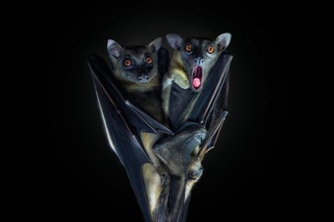 zwei Flughunde, einer gähnt Tierfotografie