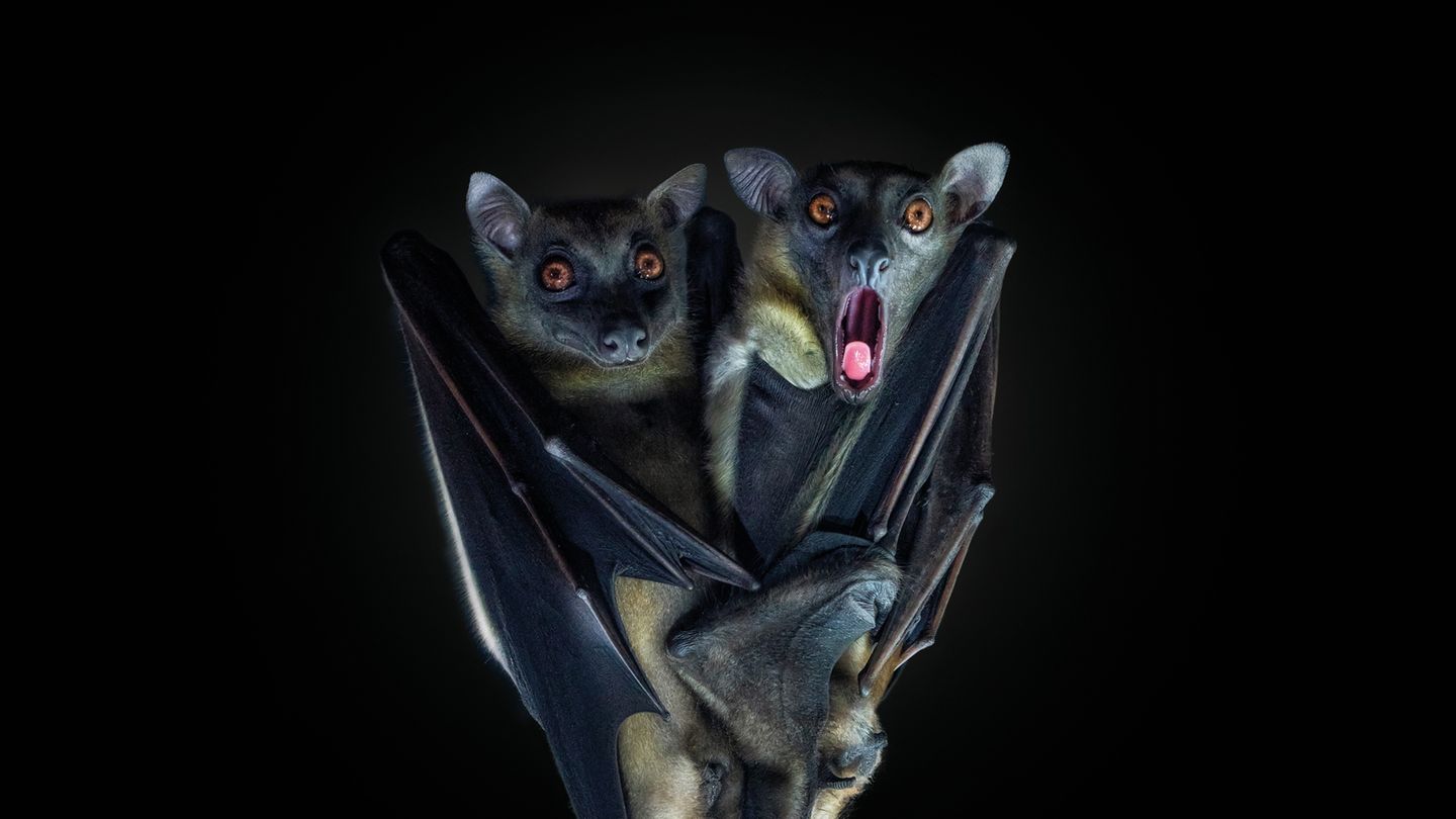 Wildlove: Humorous Animal Photos in Illustrated Book - News Directory 3