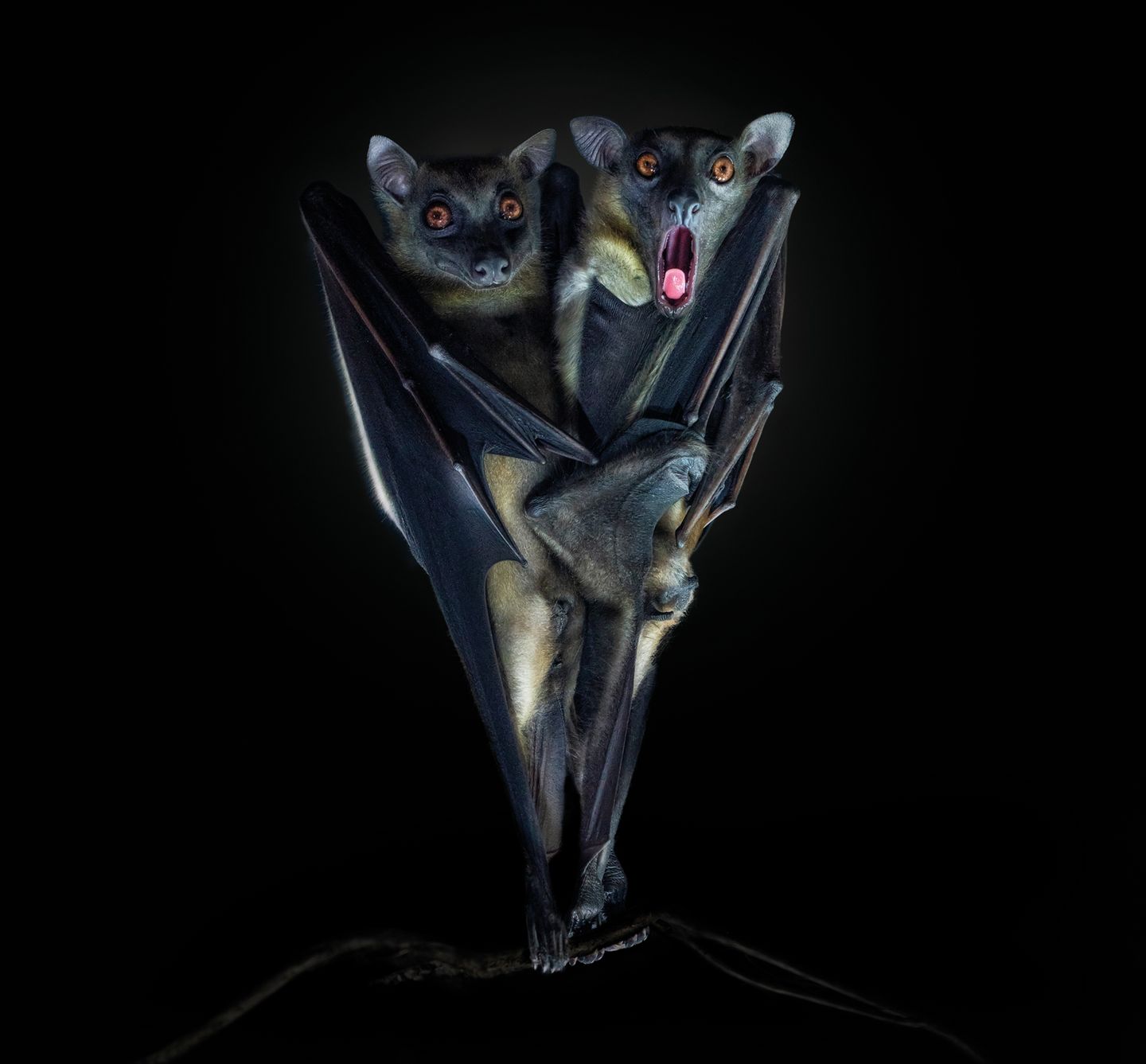 zwei Flughunde, einer gähnt Tierfotografie zwei Flughunde, einer gähnt Tierfotografie