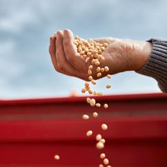 Omega 3 in Sojabohnen