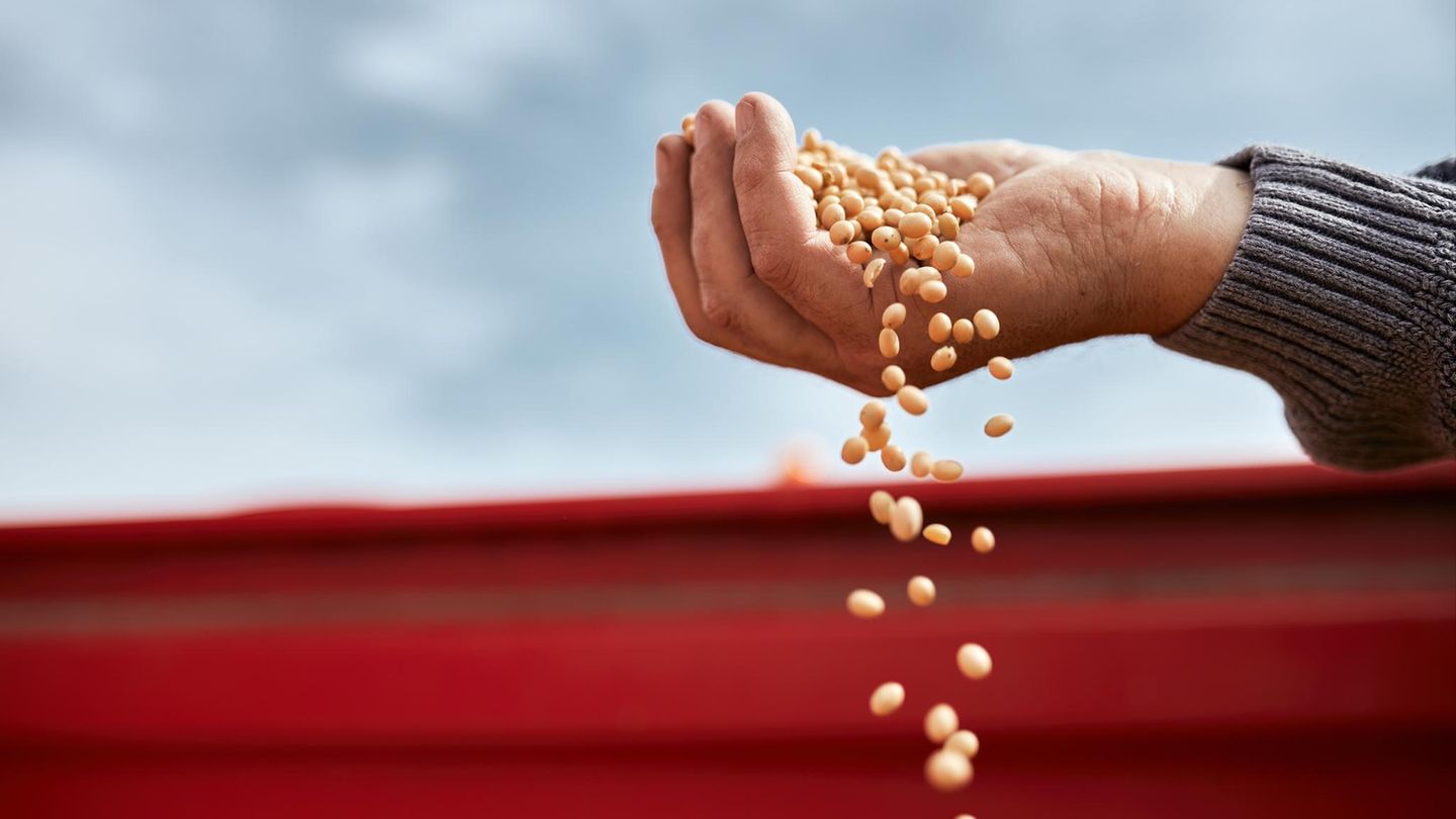 Omega 3 in Sojabohnen Omega 3 in Sojabohnen