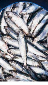 Omega-3-Fettsäuren in Meeresfisch