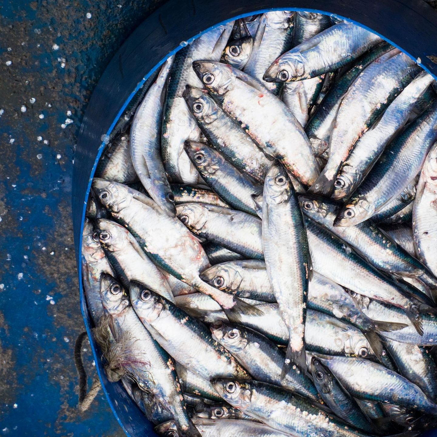 Omega-3-Fettsäuren in Meeresfisch