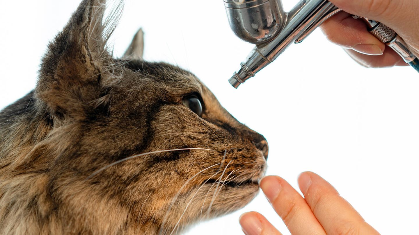 Nahaufnahme des Kopfes der Katze, die gerade mit einer Farbkartusche präpariert wird.