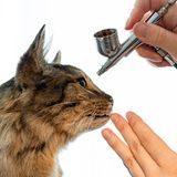 Nahaufnahme des Kopfes der Katze, die gerade mit einer Farbkartusche präpariert wird.
