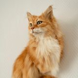 Eine präparierte, rot getigerte Katze.