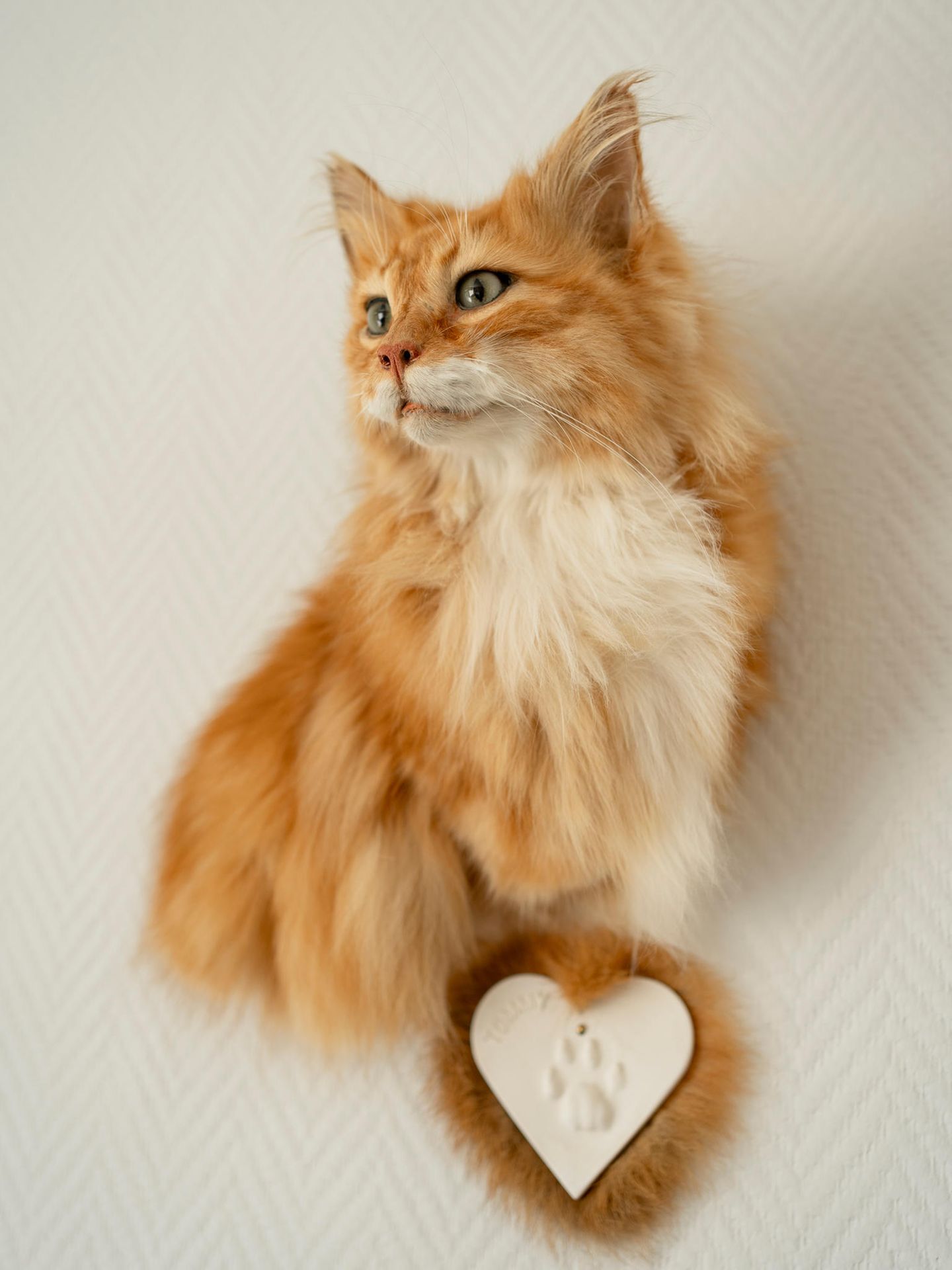 Eine präparierte, rot getigerte Katze.