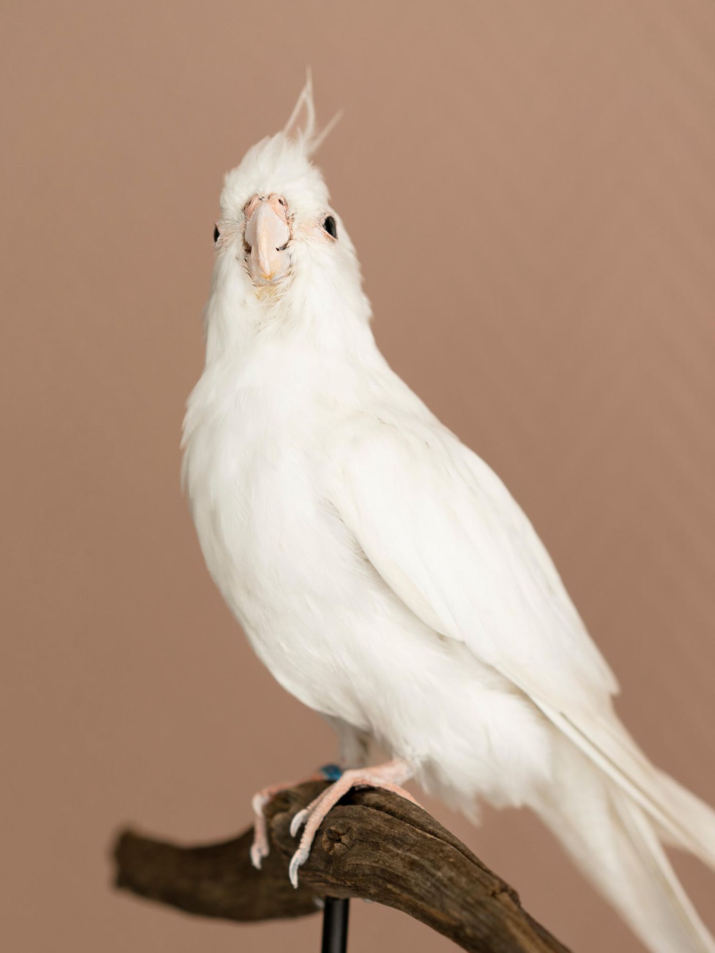 Vogel Haustier