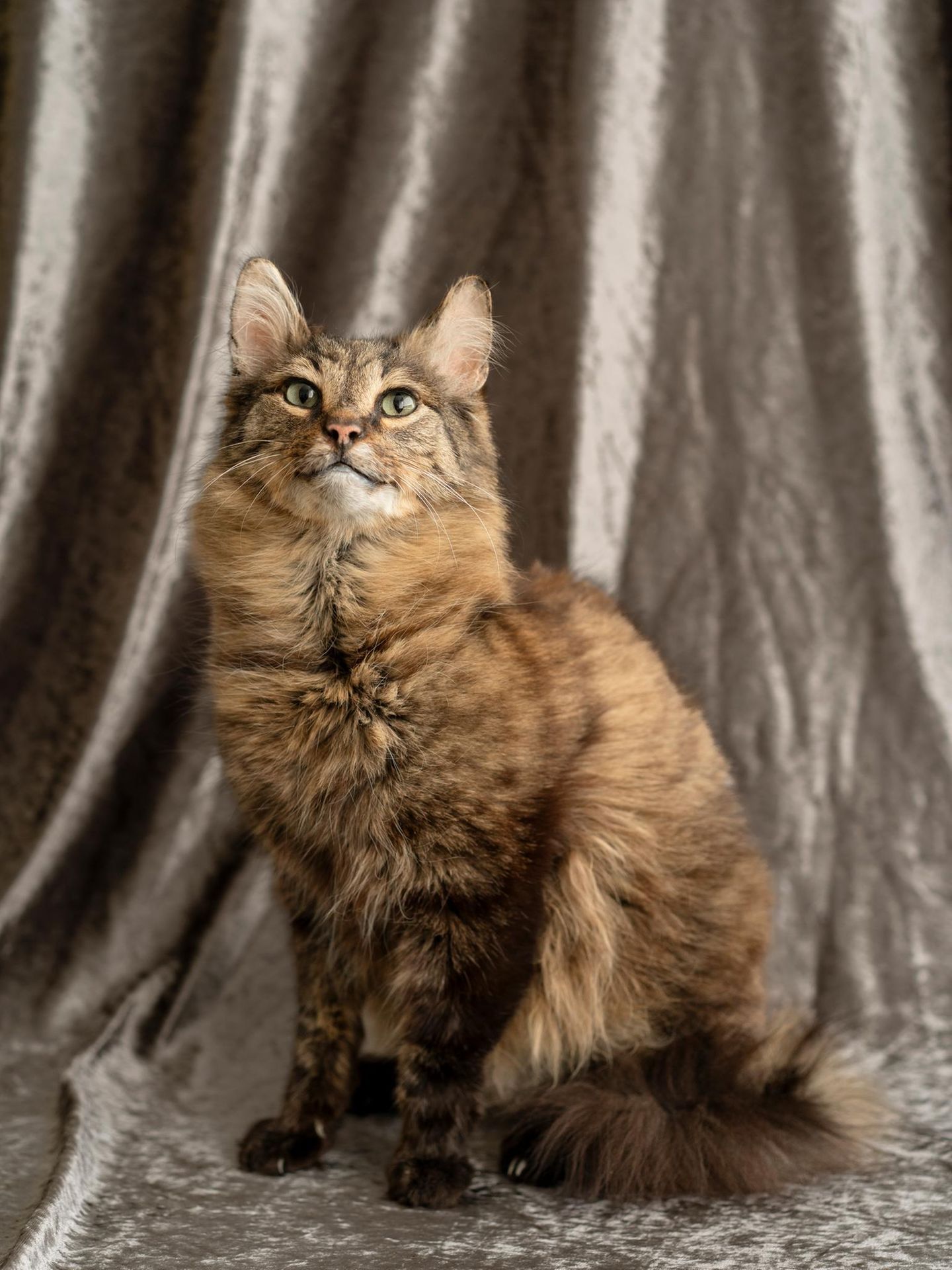 Haustier Katze