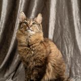 Haustier Katze