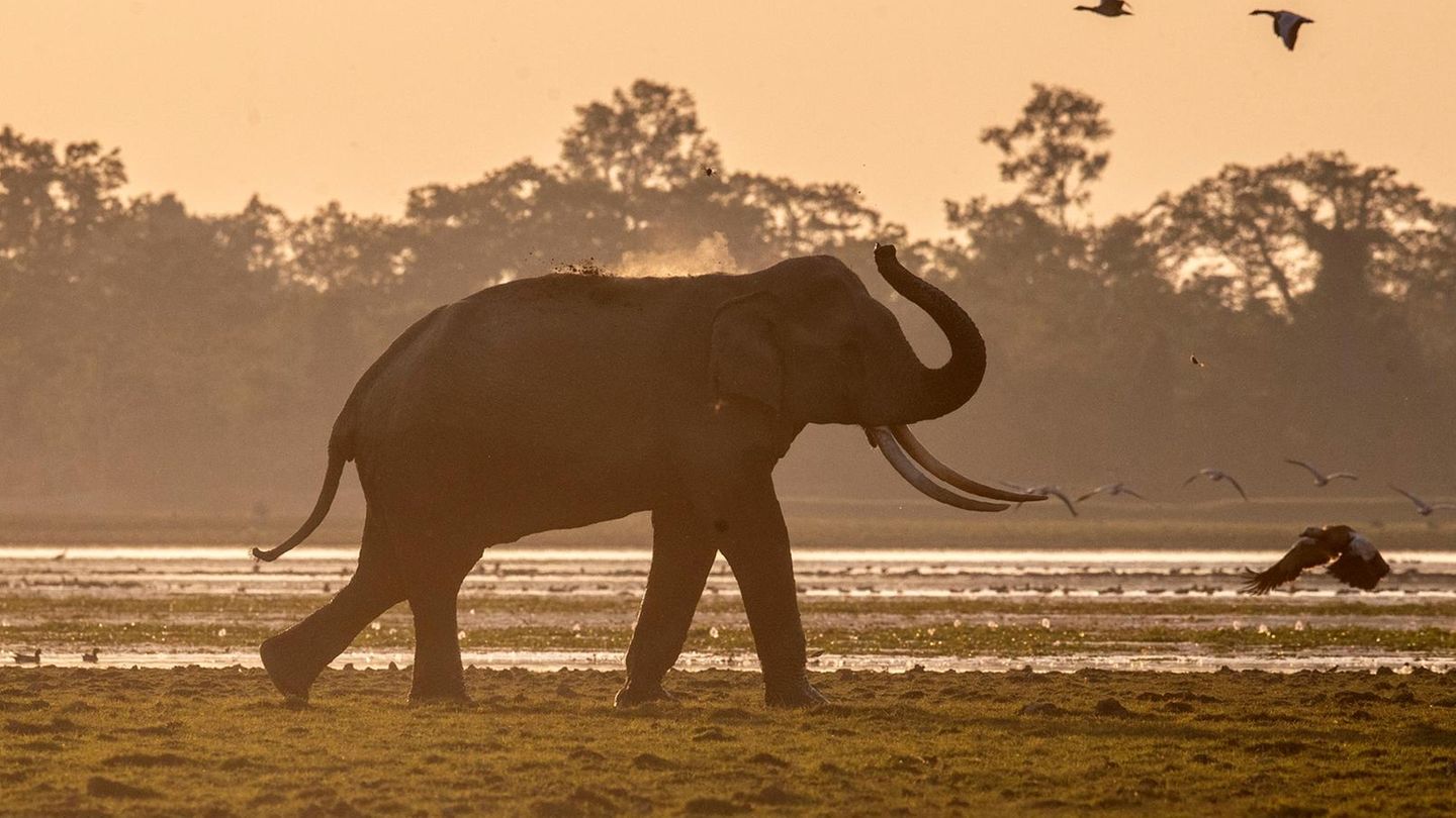 Ein Elefant in Indien
