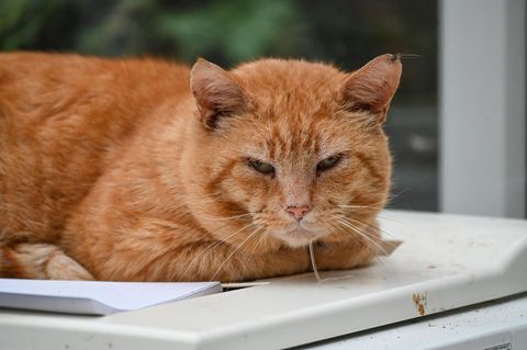 Die Katze wurde durch die OP in einem norditalienischen Krankenhaus gerettet (Symbolbild)