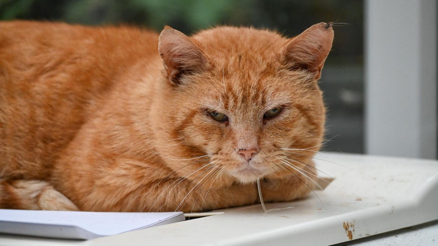 Die Katze wurde durch die OP in einem norditalienischen Krankenhaus gerettet (Symbolbild)