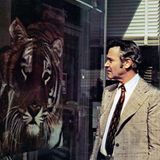 Jack Lemmon steht in "Save the Tiger" vor einem Schaufenster, auf dem ein Tigerbild prangt