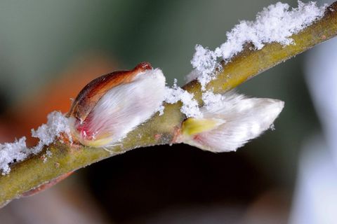 Blühendes Weidenkätzchen mit Schnee-Kristallen