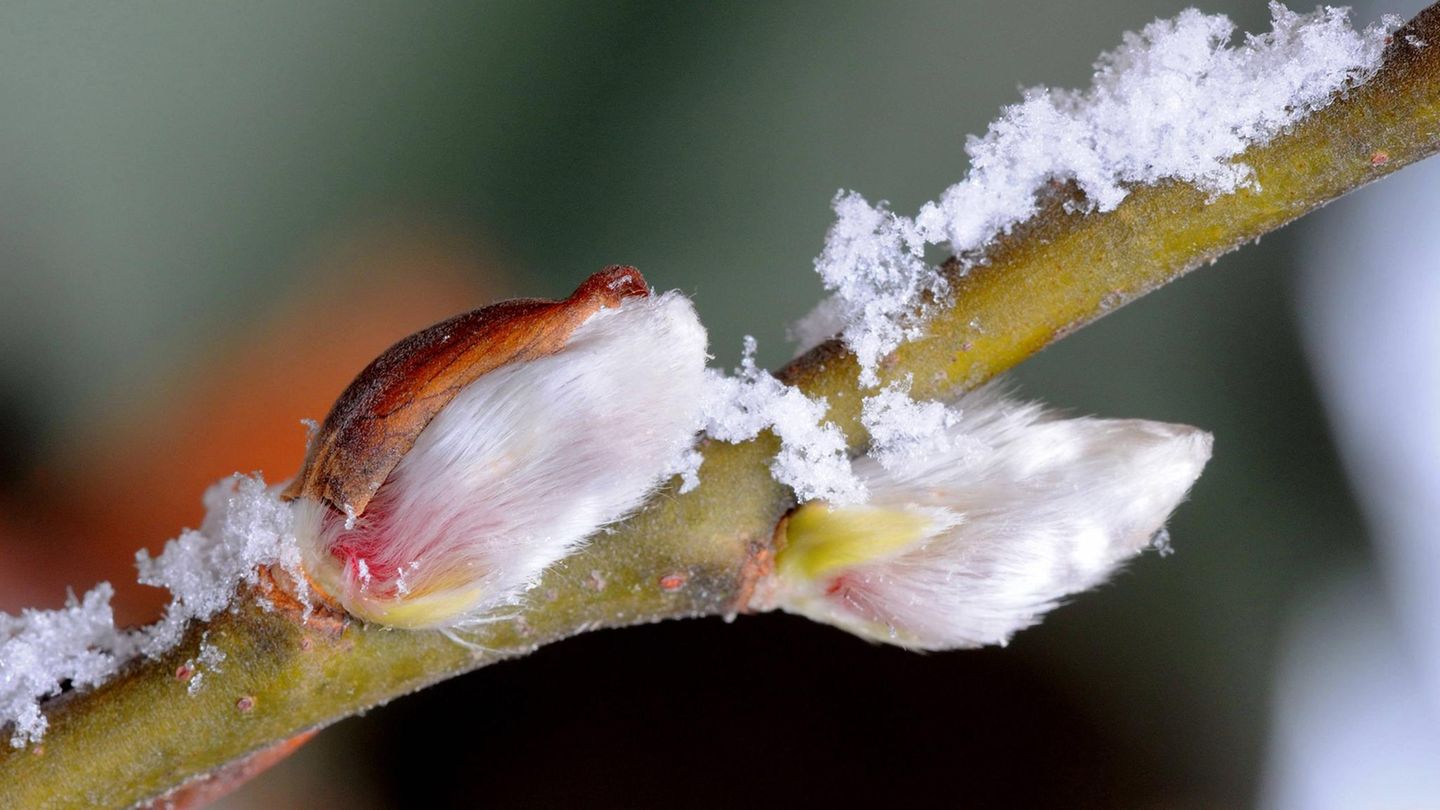 Blühendes Weidenkätzchen mit Schnee-Kristallen Blühendes Weidenkätzchen mit Schnee-Kristallen