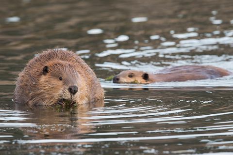 Zwei Biber im Wasser