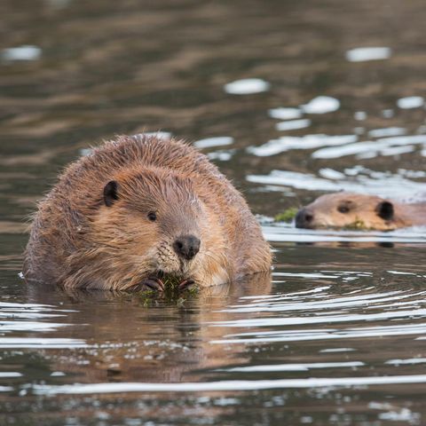 Zwei Biber im Wasser