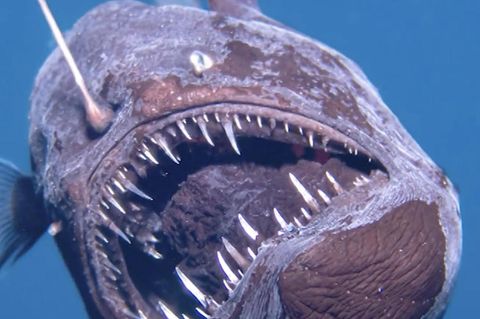 Tiefseeteufel: Forscher entdecken Schwarzangler-Fisch vor Teneriffa