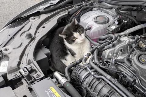 Als der Wagen plötzlich nicht mehr ansprang, schaute der Autofahrer unter die Motorhaube und entdeckte ihn endlich: Hibbel, einen etwa sieben Monate alten Kater.