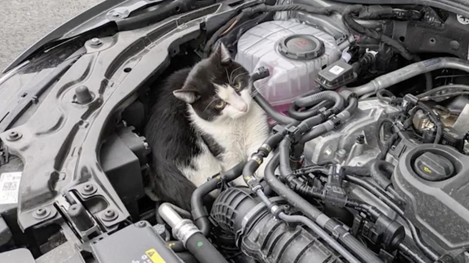 Als der Wagen plötzlich nicht mehr ansprang, schaute der Autofahrer unter die Motorhaube und entdeckte ihn endlich: Hibbel, einen etwa sieben Monate alten Kater.