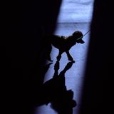 Ein Pudel wird vorgeführt Hundeshow