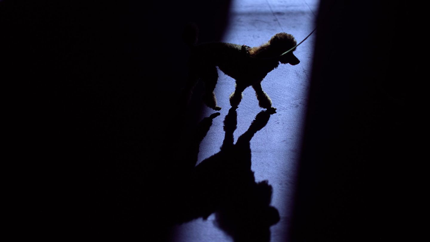 Ein Pudel wird vorgeführt Hundeshow