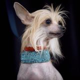 Ein kleiner Hund mit Halsband nach dem Agility Wettbewerb Hundeshow