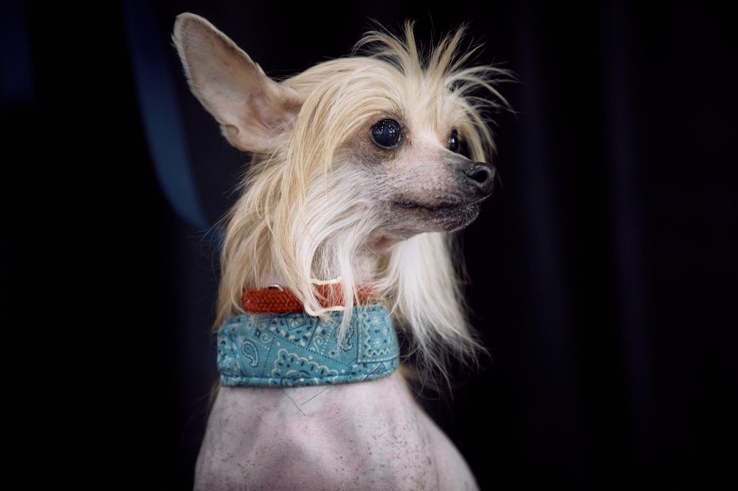 Ein kleiner Hund mit Halsband nach dem Agility Wettbewerb Hundeshow