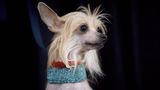 Ein kleiner Hund mit Halsband nach dem Agility Wettbewerb Hundeshow