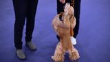 Ein Cocker Spaniel bekommt ein Leckerchen Hundeshow
