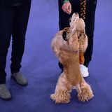 Ein Cocker Spaniel bekommt ein Leckerchen Hundeshow
