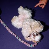 Ein weißer Cocker Spaniel liegt auf dem Rücken Hundeshow