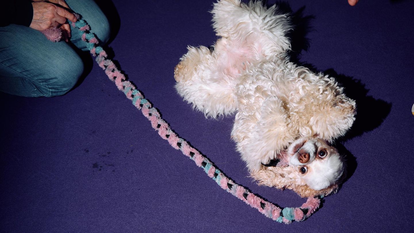 Ein weißer Cocker Spaniel liegt auf dem Rücken Hundeshow