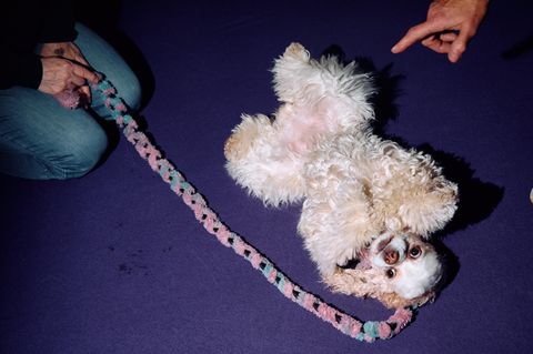 Ein weißer Cocker Spaniel liegt auf dem Rücken Hundeshow