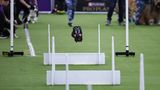 Ein schwarzer Hund überspringt mehrere Hindernisse Hundeeshow