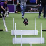 Ein schwarzer Hund überspringt mehrere Hindernisse Hundeeshow