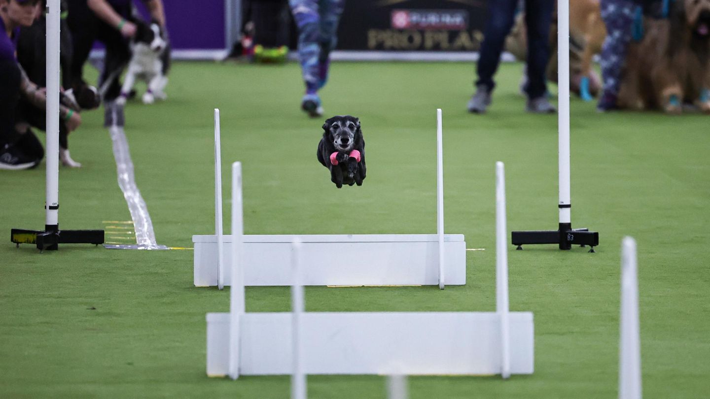 Ein schwarzer Hund überspringt mehrere Hindernisse Hundeeshow