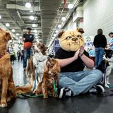 Hunde warten backstage auf ihren Start beim Agility Wettbewerb Hundeshow