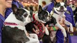 Hundeshow Französische Bulldoggen