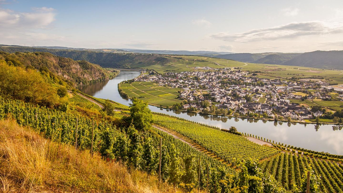 Weinberge im Moseltal, dahinter die Mosel