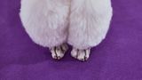 Die perfekt zurecht gemachten Pfoten eines weißen Pudels auf einem lila Teppich Hundeshow