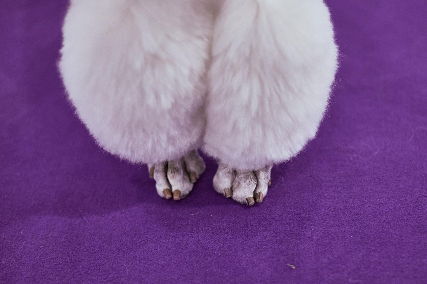 Die perfekt zurecht gemachten Pfoten eines weißen Pudels auf einem lila Teppich Hundeshow