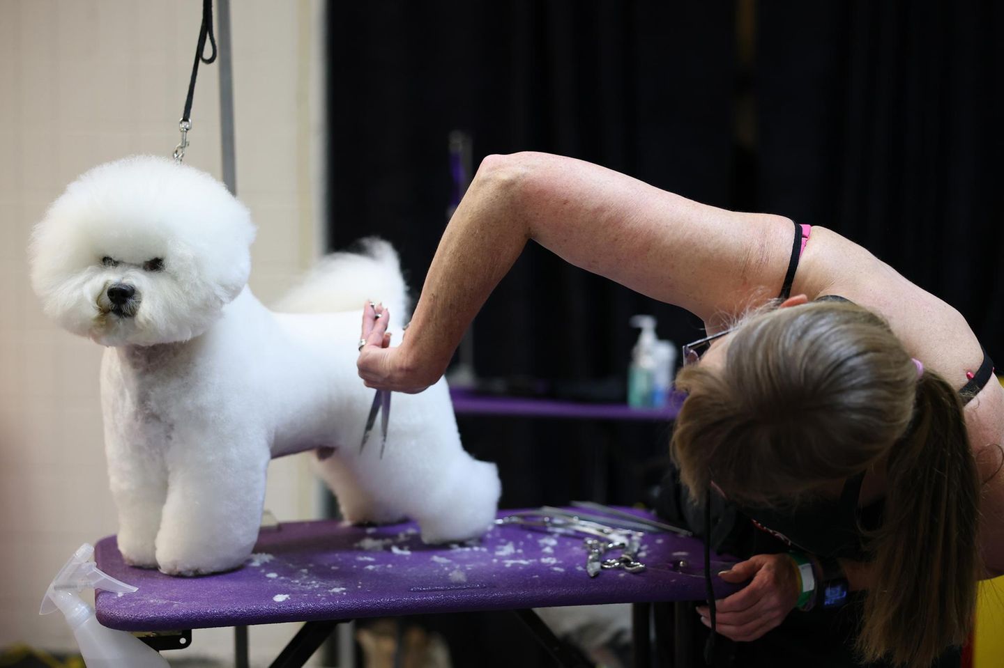Ein kleiner weißer Hund wird gekämmt Hundeshow