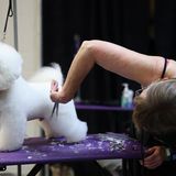 Ein kleiner weißer Hund wird gekämmt Hundeshow