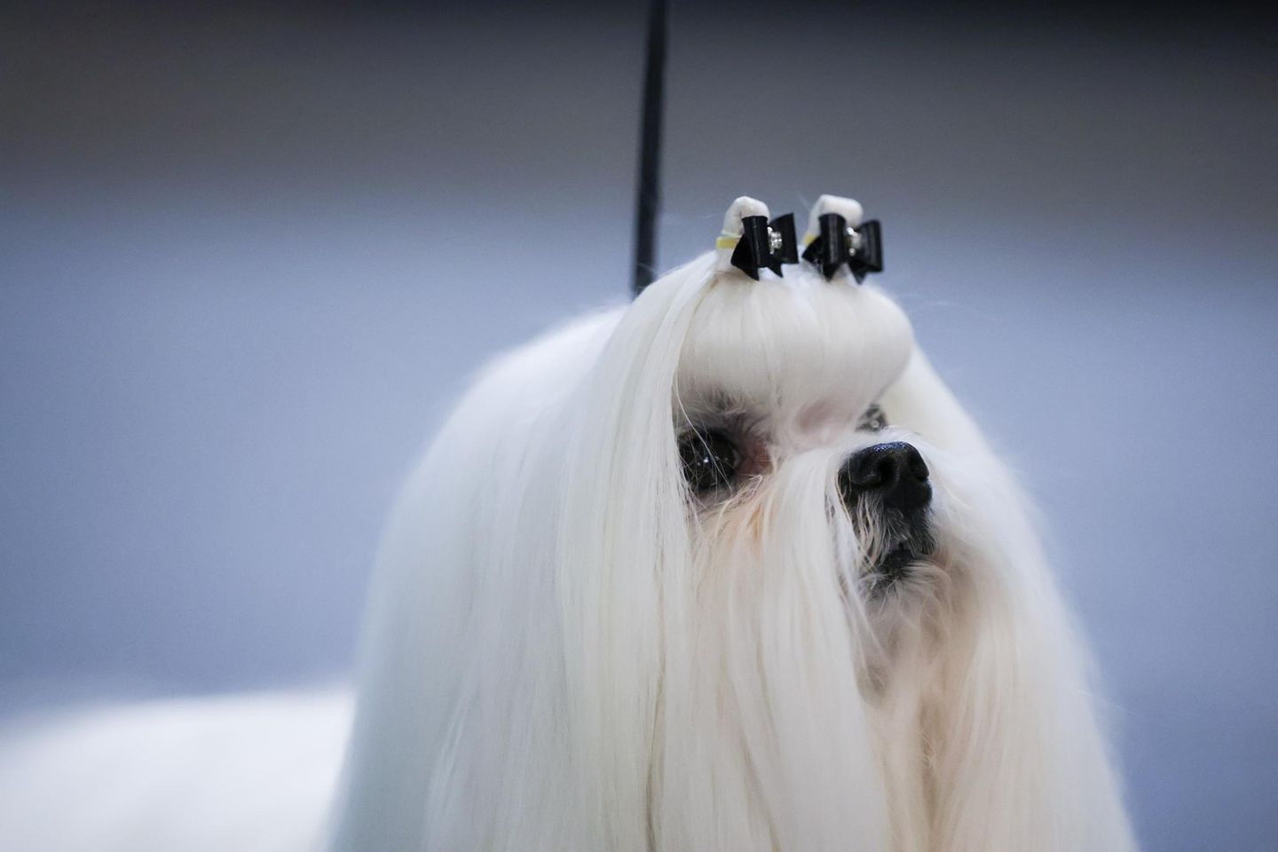 Porträt eines Maltesers mit zwei Haarspangen im Fell Hundeshow