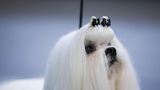 Porträt eines Maltesers mit zwei Haarspangen im Fell Hundeshow