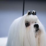 Porträt eines Maltesers mit zwei Haarspangen im Fell Hundeshow