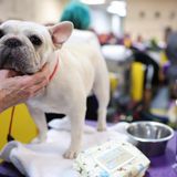 Eine weiße französische Bulldogge wird backstage gekrault Hundeshow